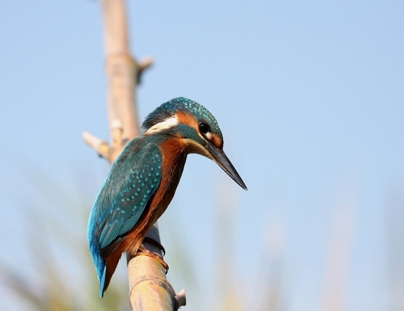 Il martin pescatore, oggi.